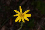 Common Leopardbane